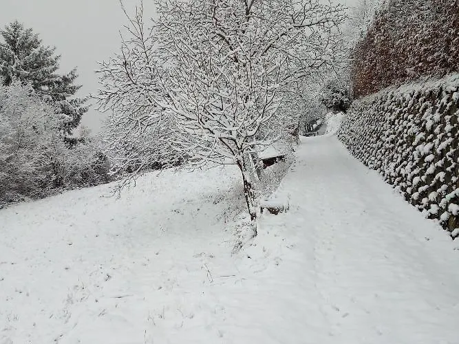 Grigioperla Tavernerio