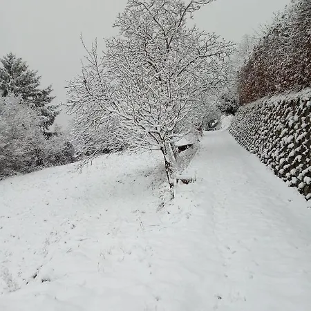 Grigioperla Tavernerio