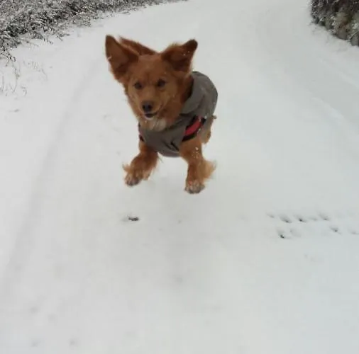 Apartament Grigioperla Tavernerio